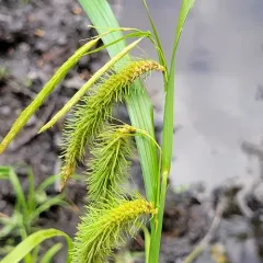 fringed sedge thumbnail 1