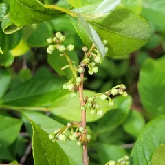 He-huckleberry thumbnail 1