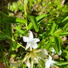 swamp azalea thumbnail 2