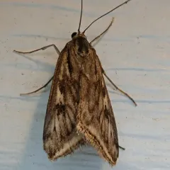 Alfalfa Webworm Moth thumbnail 2