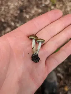 Psilocybe stuntzii thumbnail 2