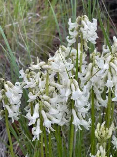 Sheldon's Milkvetch thumbnail 3