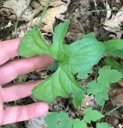 three-lobed violet thumbnail 4