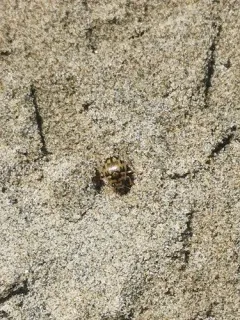 Mosaic Round Sand Beetle thumbnail 2