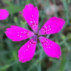Maiden Pink thumbnail 2