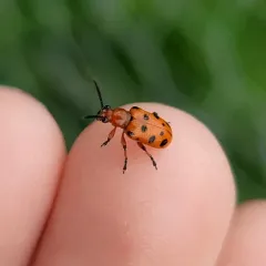 Spotted Asparagus Beetle thumbnail 2