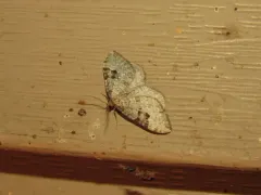 Xanthorhoe pontiaria thumbnail 2