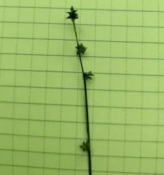Weak Stellate Sedge thumbnail 4