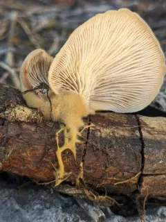 Lentinellus montanus thumbnail 4