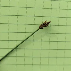 creeping sedge thumbnail 3