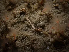 Odontosyllis phosphorea thumbnail 2