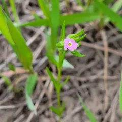 slender phlox thumbnail 3