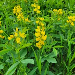 Mountain goldenbean thumbnail 1