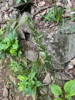 Green Rockcress thumbnail 3