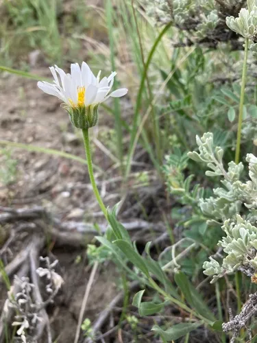 Smooth Woodyaster