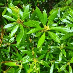 Pacific Wax myrtle thumbnail 4