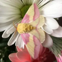 Rosy Maple Moth thumbnail 4