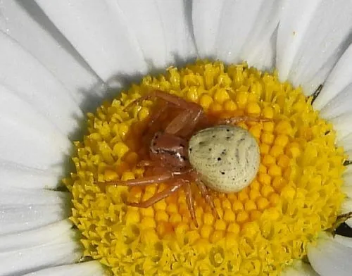Three-banded Crab Spider