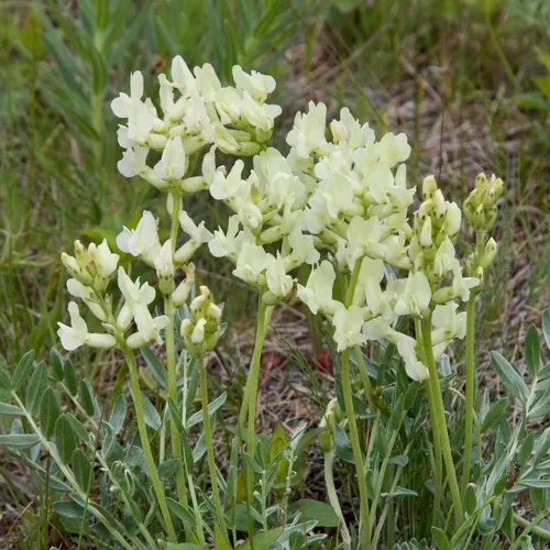White Point-vetch