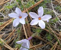 Whitemargin Phlox thumbnail 4