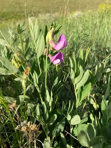 Bush vetchling