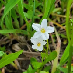 toadlily thumbnail 3