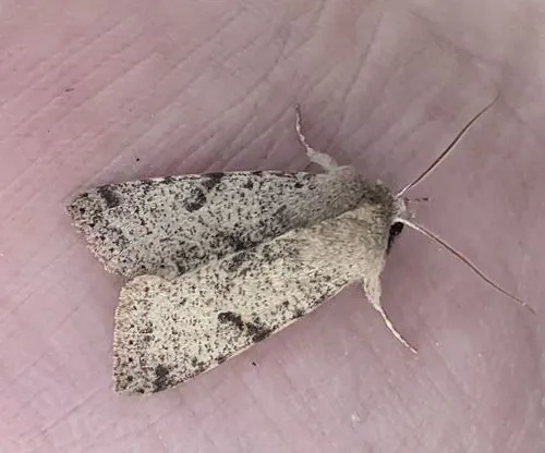 Orthosia behrensiana