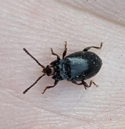 Aphorista morosa