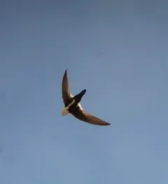 White-throated Swift thumbnail 4
