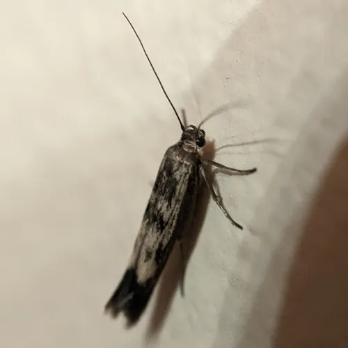 Chenopodium Scythris Moth