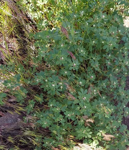 riverbar bird's-foot trefoil