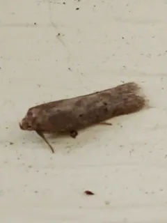 Sumac Micromoth thumbnail 4