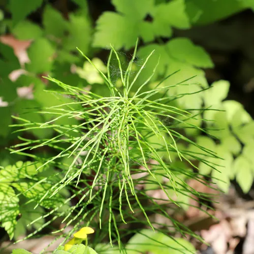 meadow horsetail
