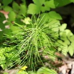 meadow horsetail thumbnail 1