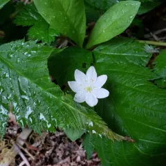 Arctic Starflower thumbnail 4