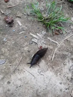 Greenhouse Slug thumbnail 2