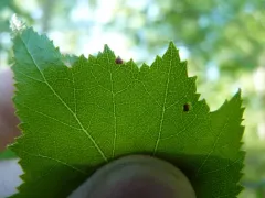 Cecidophyopsis betulae thumbnail 2