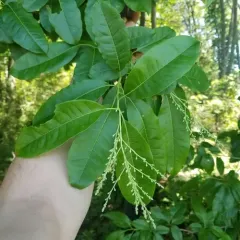 sourwood thumbnail 1