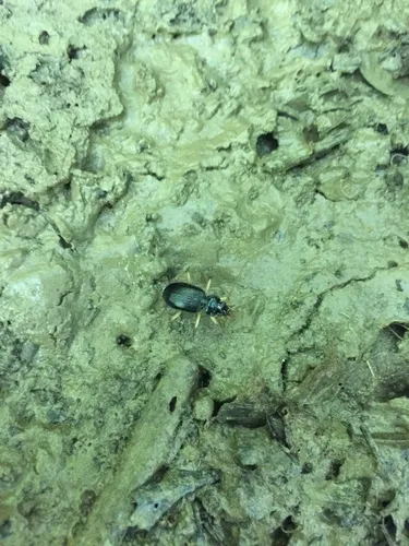 Pale-legged Gazelle Beetle