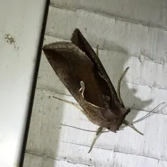 Celery Looper Moth thumbnail 3
