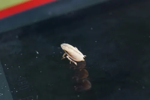 Sand Plain Spittlebug