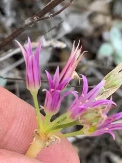 Bolander's onion thumbnail 4