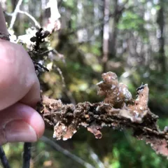 Cryptic Paw Lichen thumbnail 3
