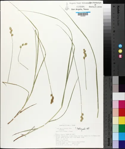 Merritt Fernald's sedge