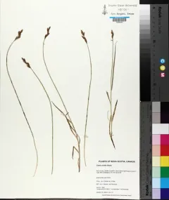 oval sedge thumbnail 2