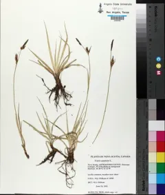 grass-like sedge thumbnail 3