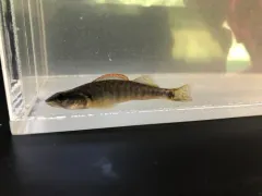 Slenderhead Darter thumbnail 3