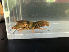 Golden Crayfish thumbnail 2
