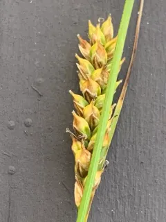 Mendocino sedge thumbnail 3