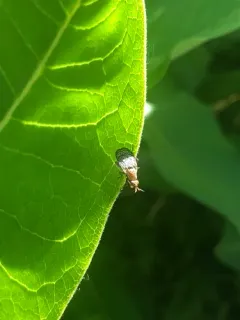 Euthycera flavescens thumbnail 2